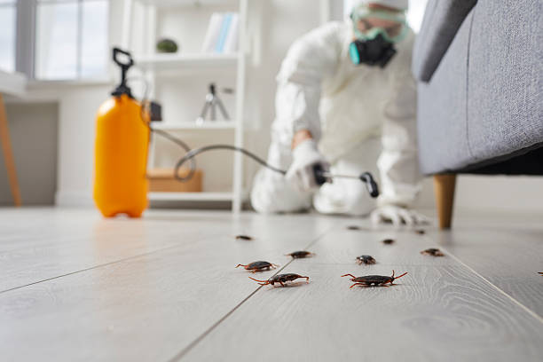 Commercial Kitchen Cockroach Control in Vincent
